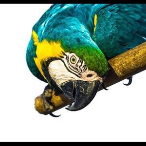 Meet your Posher, Charlotte